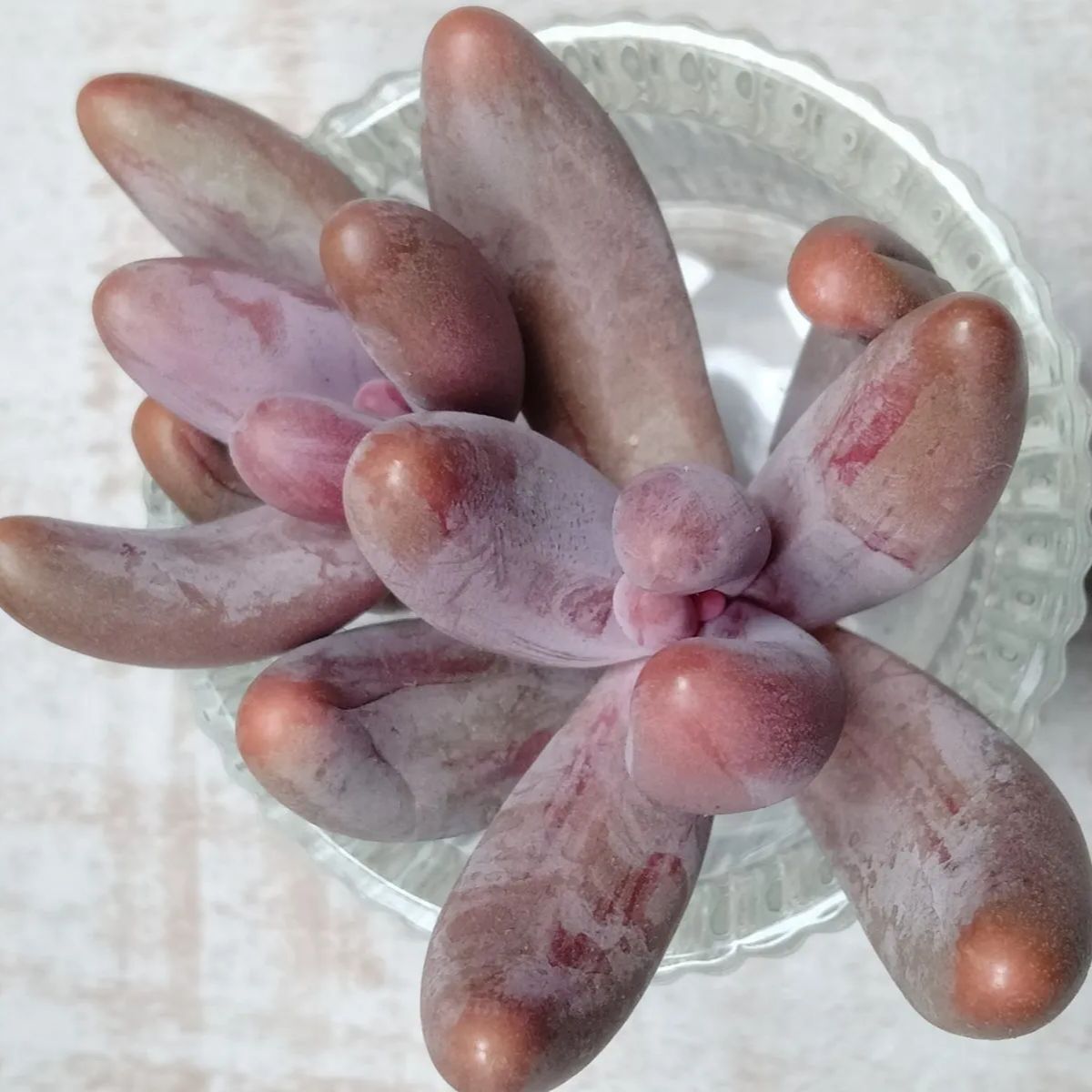 キャンディーグレープ錦 ガンゾー錦 多肉植物 - メルカリ