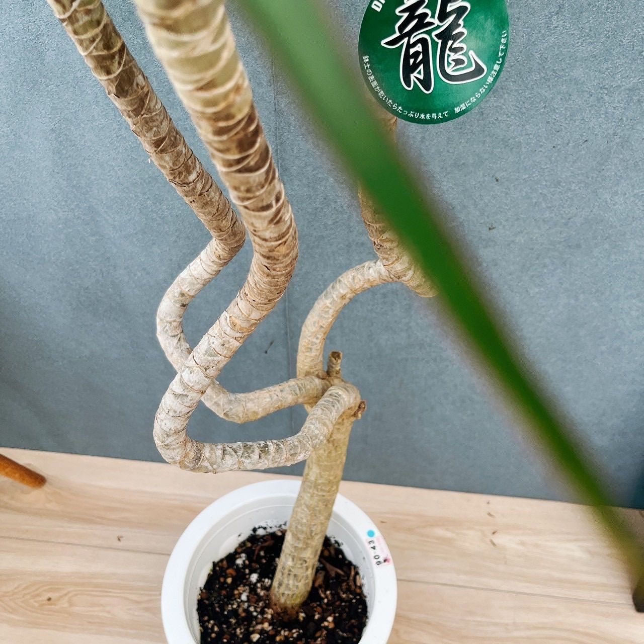 現品］5番 ドラセナ コンシンネ 龍 曲がり 8号 観葉植物 大型 室内