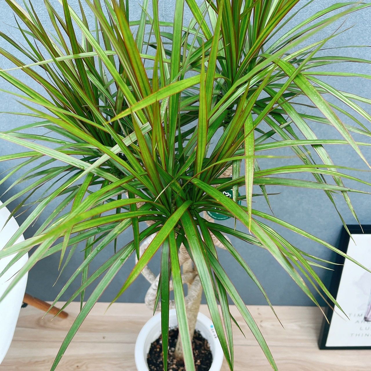 現品］5番 ドラセナ コンシンネ 龍 曲がり 8号 観葉植物 大型 室内