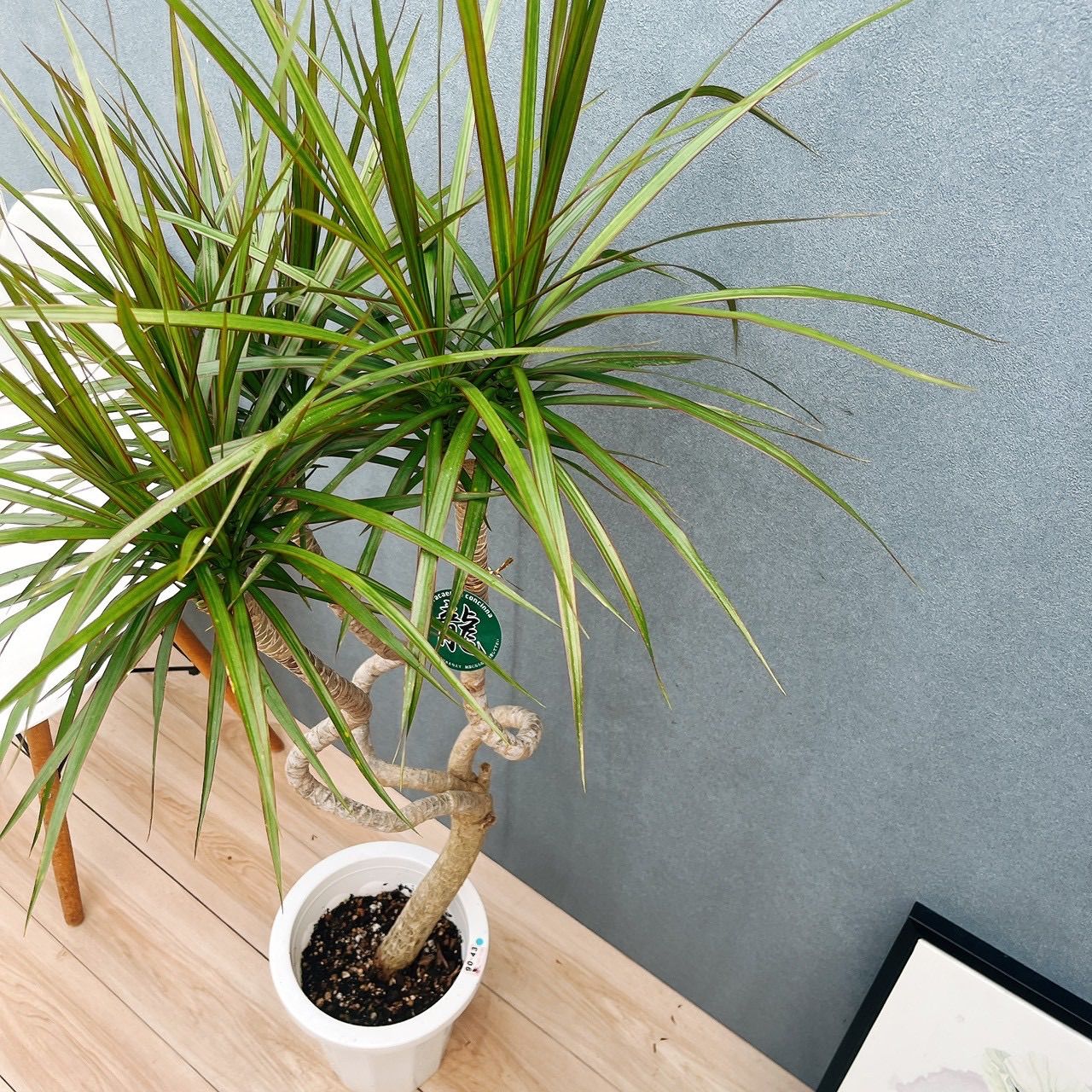現品］5番 ドラセナ コンシンネ 龍 曲がり 8号 観葉植物 大型 室内