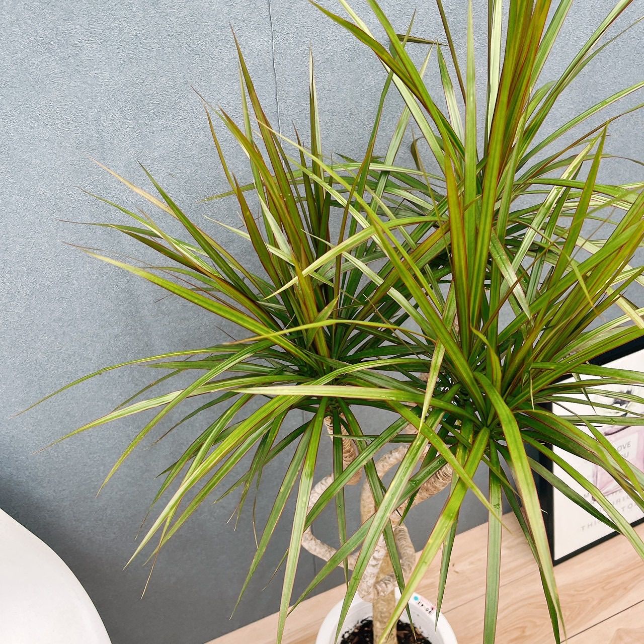 現品］5番 ドラセナ コンシンネ 龍 曲がり 8号 観葉植物 大型 室内