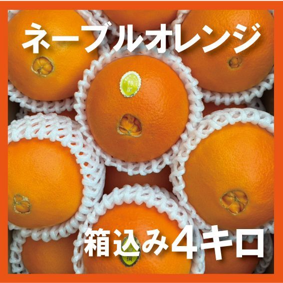 本場和歌山 ネーブル オレンジ 箱込み4kg - メルカリ