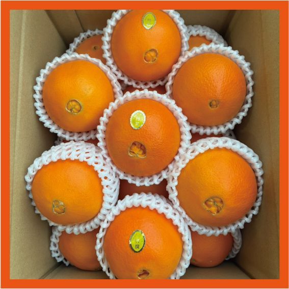 本場和歌山 ネーブル オレンジ 箱込み4kg - メルカリ