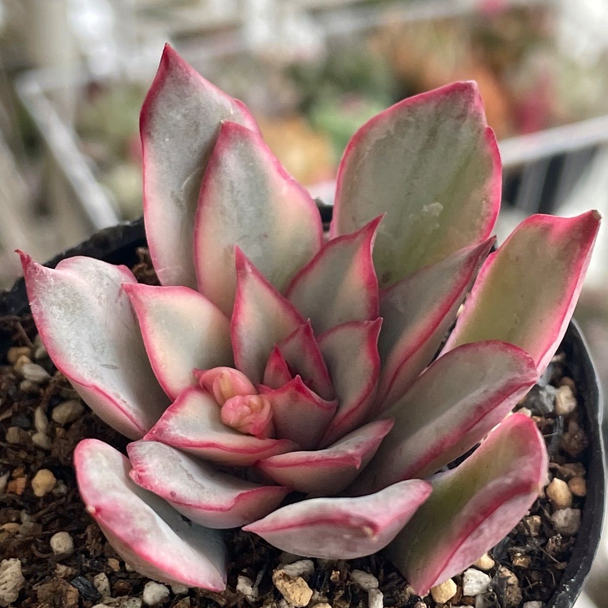 多肉植物   ムーンガドニス覆輪錦 多肉植物 ムーンガドニス覆輪錦 ムーンガドニス錦』は赤いフチと斑の