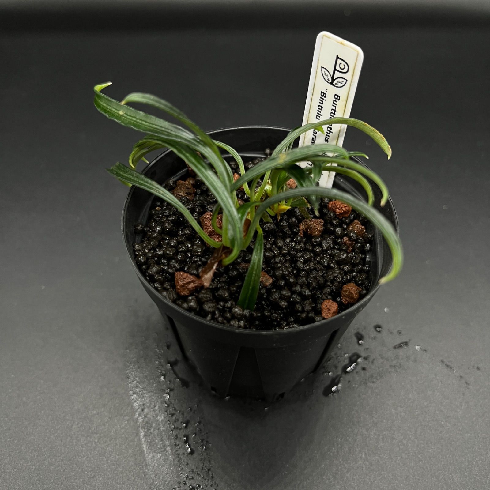 Burttianthus velutandrus TB便 ブセファランドラタグ付 TB便Wild