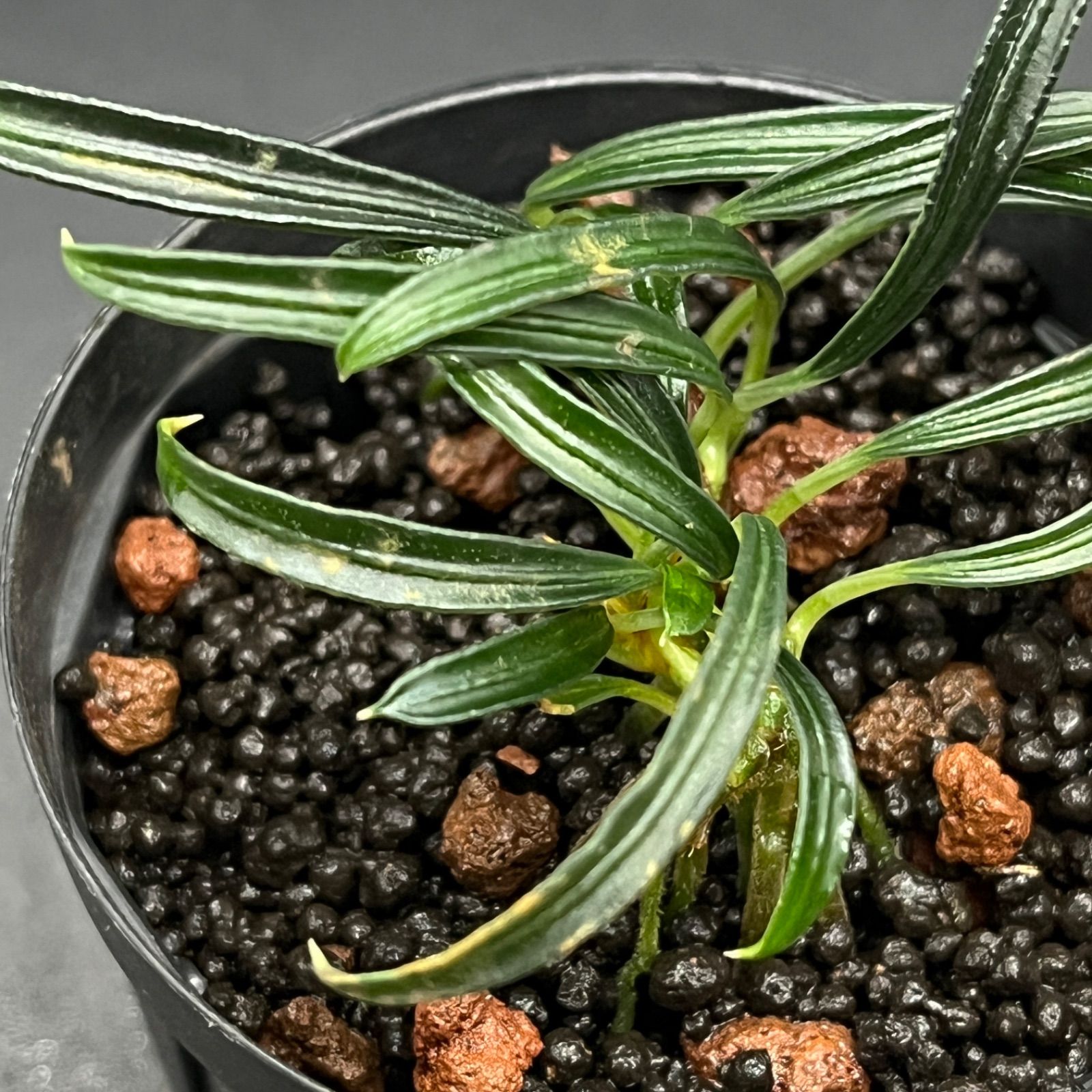 Burttianthus velutandrus 