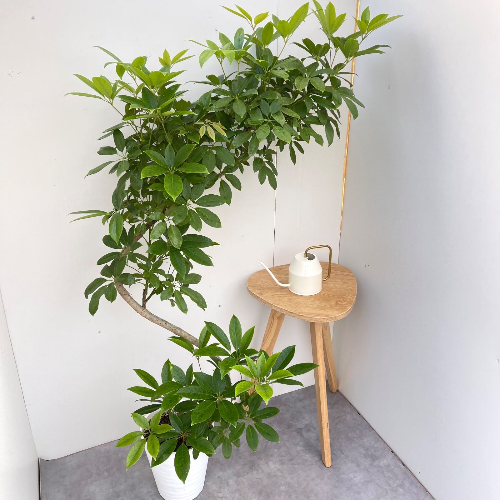 シェフレラ チェンマイ 現品 観葉植物 室内 大型