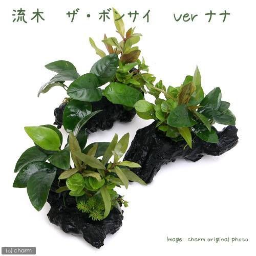 流木 ザ ボンサイ Ver．アヌビアスナナ Sサイズ（水上葉）（1本