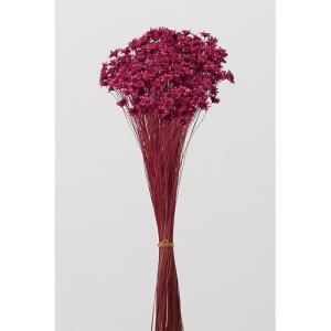 新品・5営業日で発送】大地農園 EARTH MATTERS スターフラワー