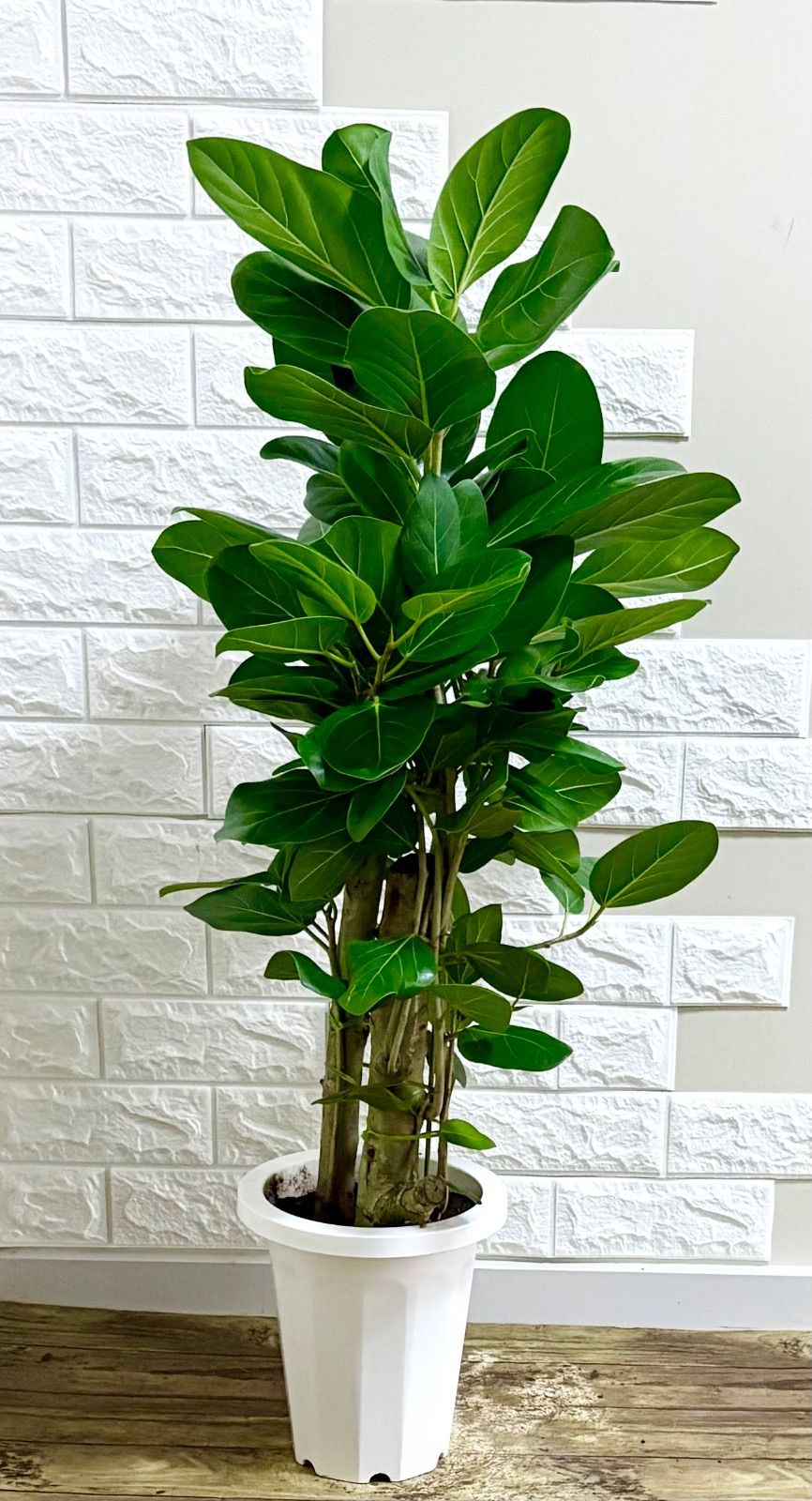 フィカスベンガレンシス⭐️太幹2本立ち 観葉植物 - メルカリ