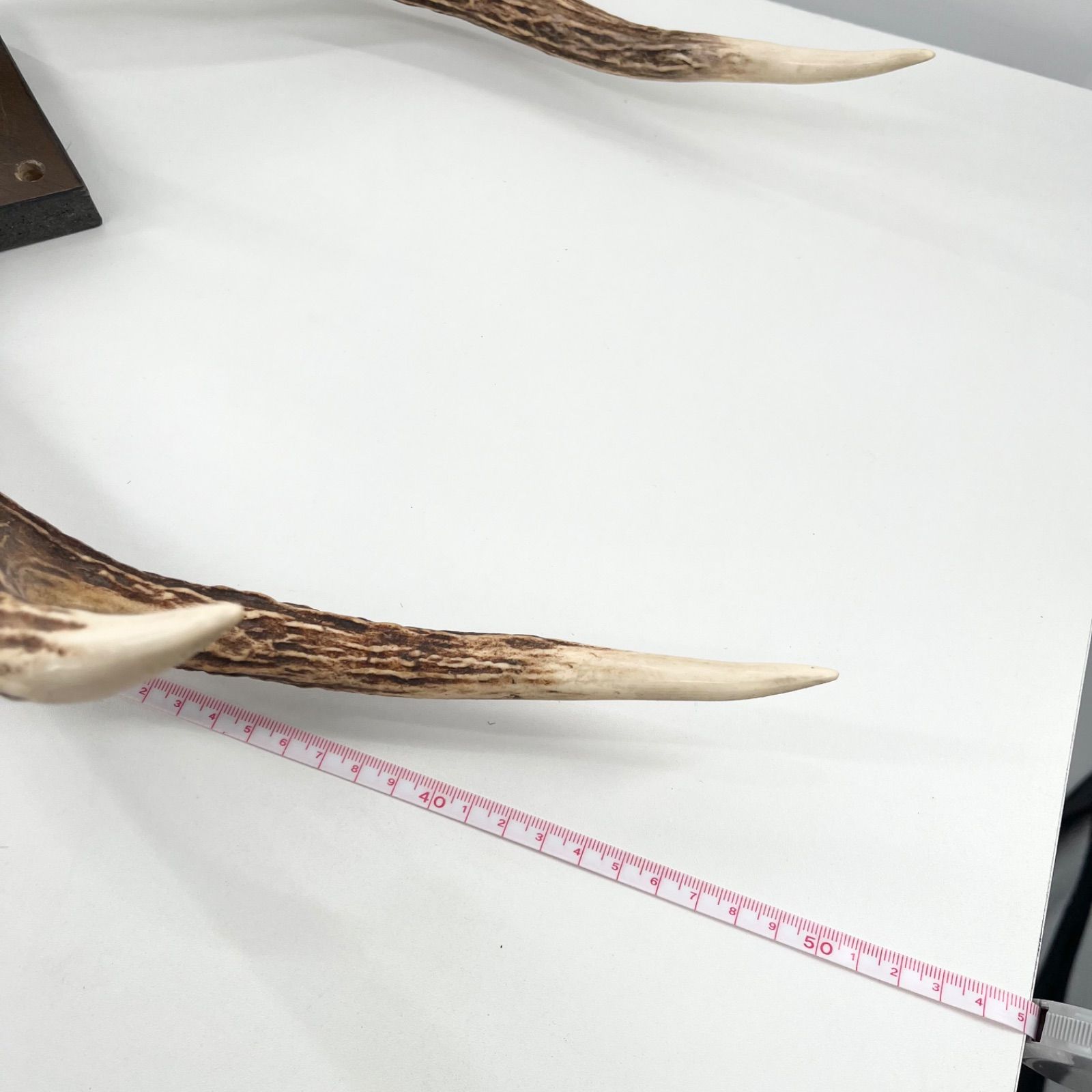 鹿角 ツノ 壁掛け 本物 実物 天然 鹿の角 ハンティングトロフィー 剥製