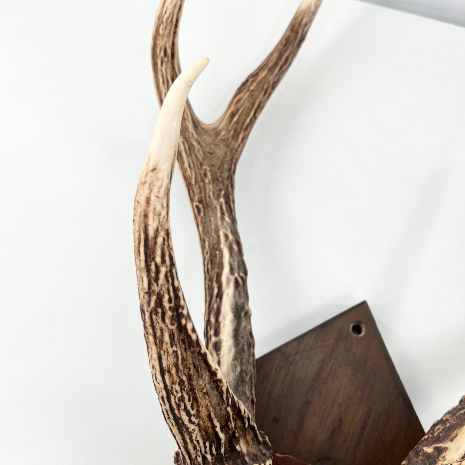 鹿角 ツノ 壁掛け 本物 実物 天然 鹿の角 ハンティングトロフィー 剥製