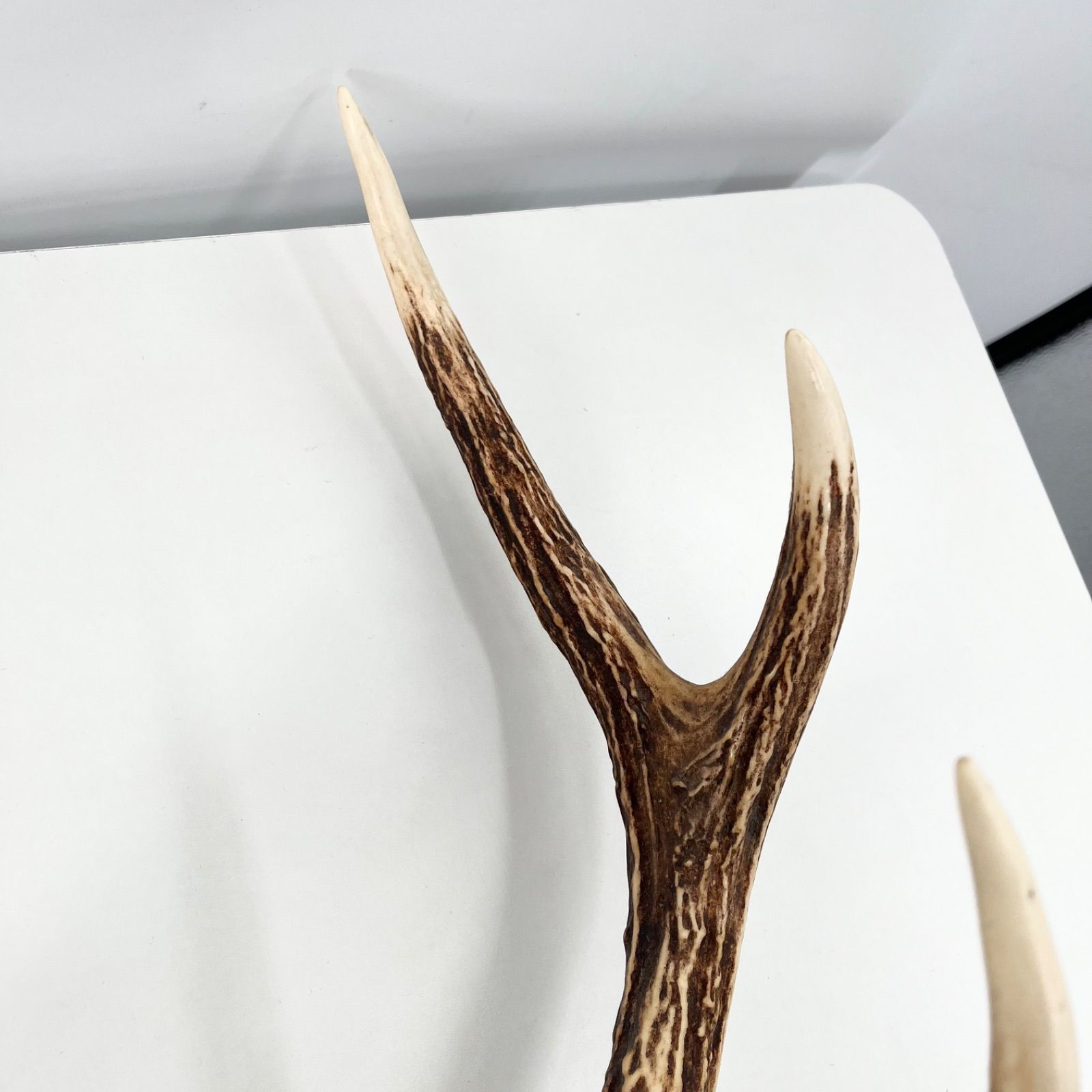 鹿角 ツノ 壁掛け 本物 実物 天然 鹿の角 ハンティングトロフィー 剥製