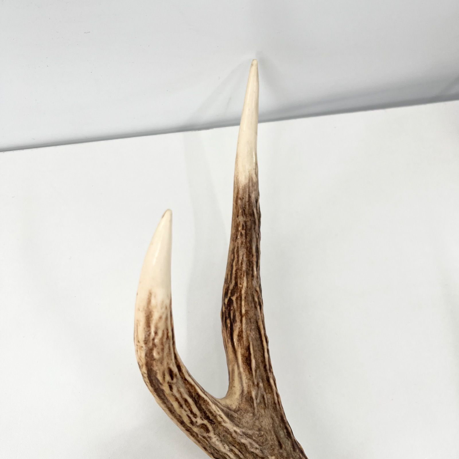 鹿角 ツノ 壁掛け 本物 実物 天然 鹿の角 ハンティングトロフィー 剥製