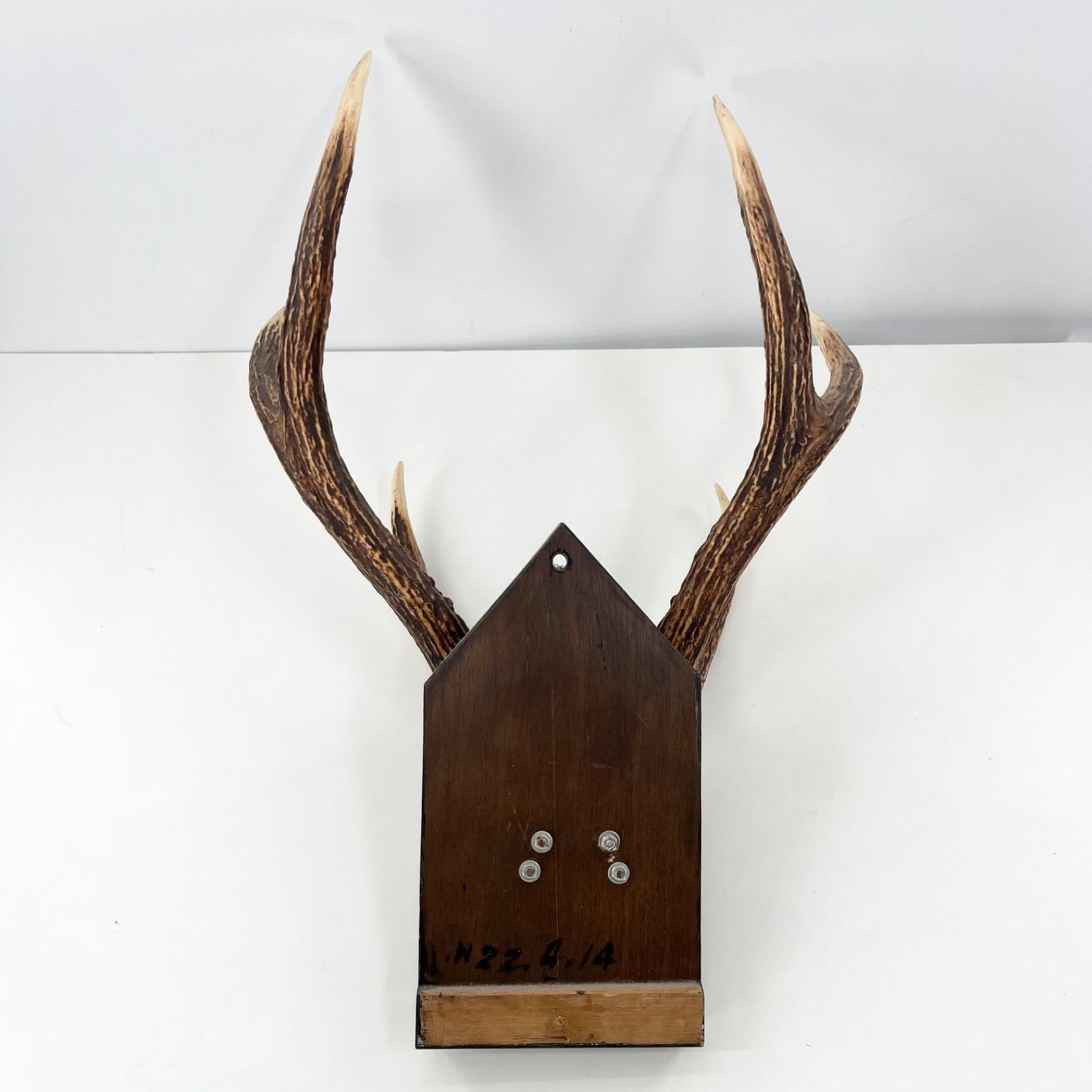 鹿角 ツノ 壁掛け 本物 実物 天然 鹿の角 ハンティングトロフィー 剥製