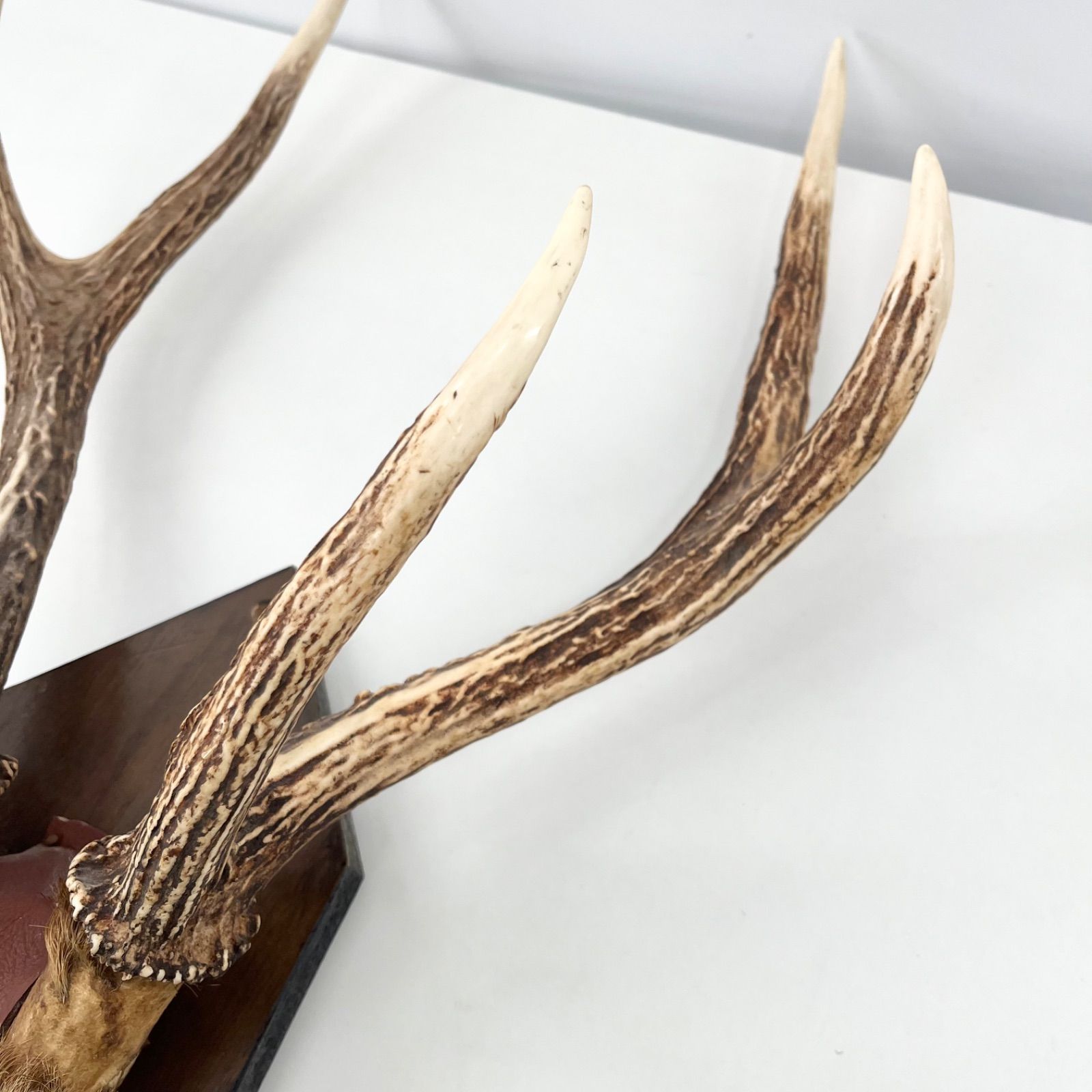 鹿角 ツノ 壁掛け 本物 実物 天然 鹿の角 ハンティングトロフィー 剥製