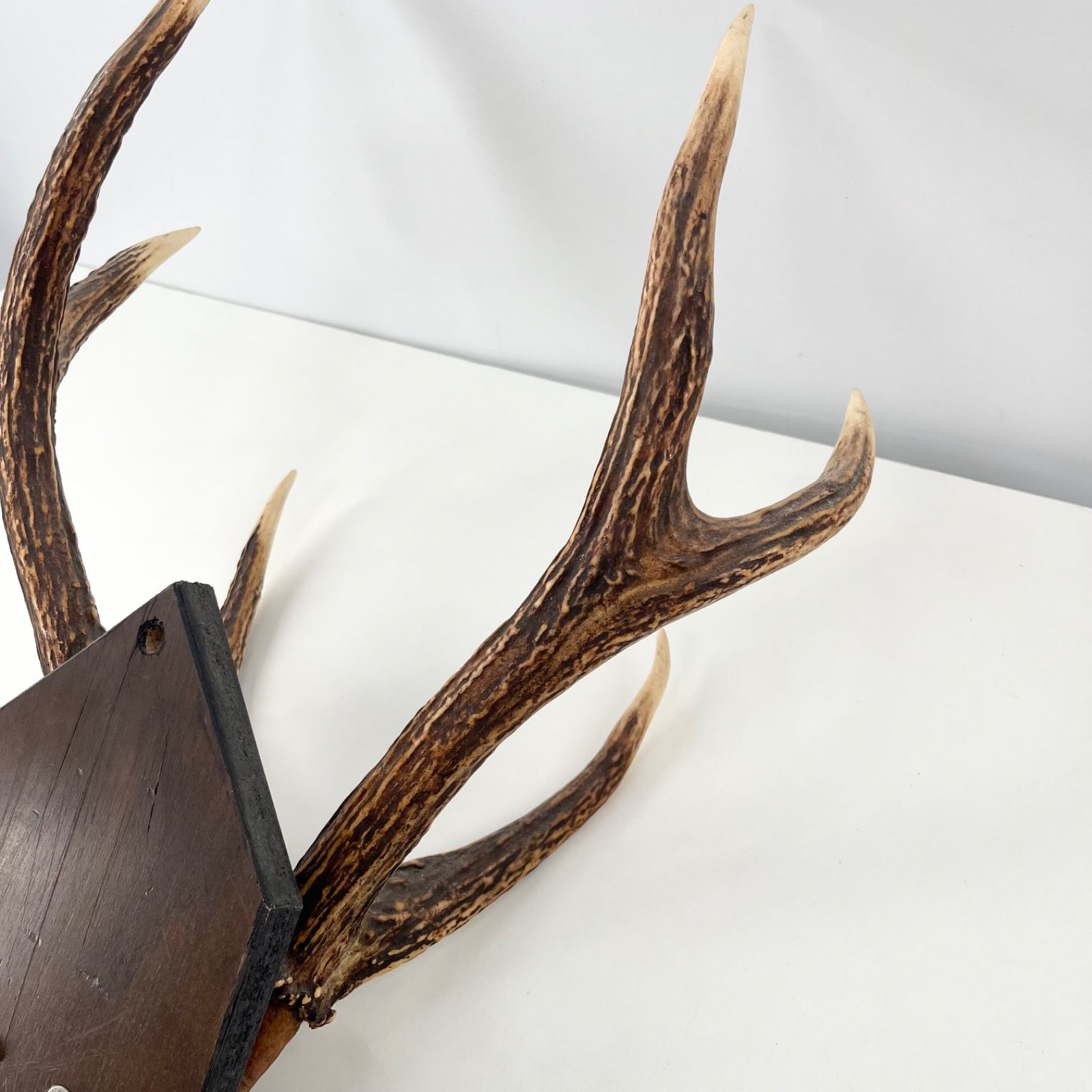 鹿角 ツノ 壁掛け 本物 実物 天然 鹿の角 ハンティングトロフィー 剥製