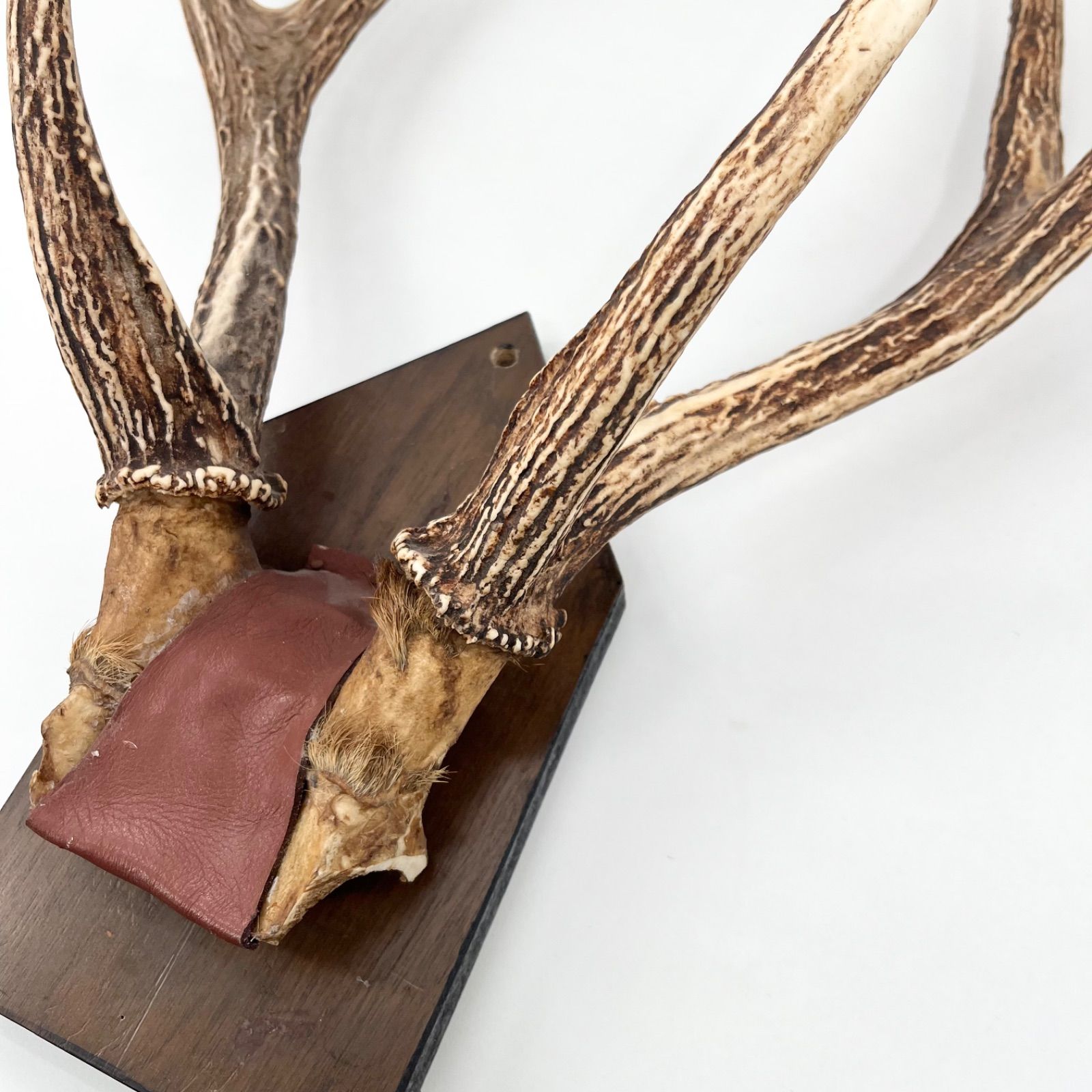 鹿角 ツノ 壁掛け 本物 実物 天然 鹿の角 ハンティングトロフィー 剥製