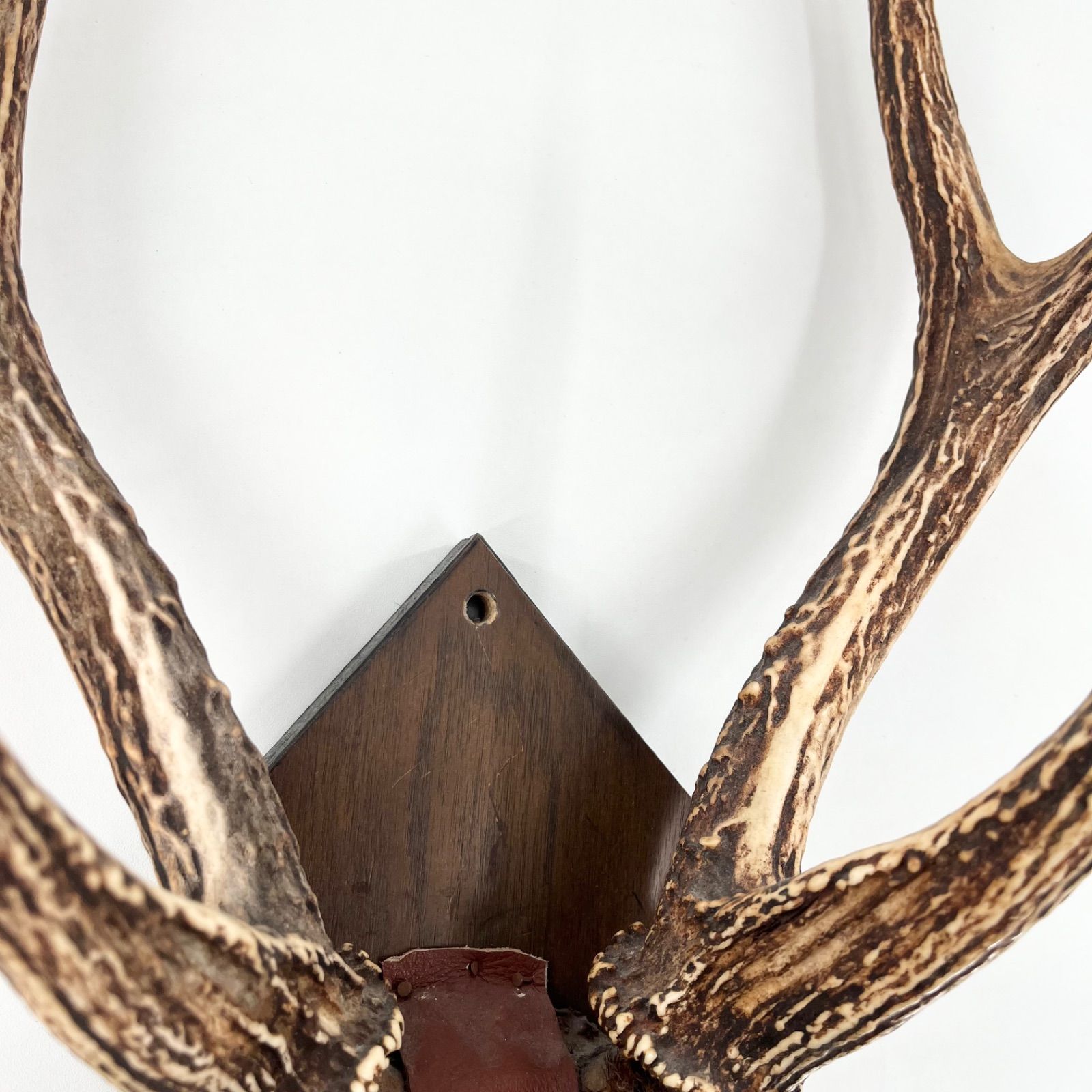 鹿角 ツノ 壁掛け 本物 実物 天然 鹿の角 ハンティングトロフィー 剥製