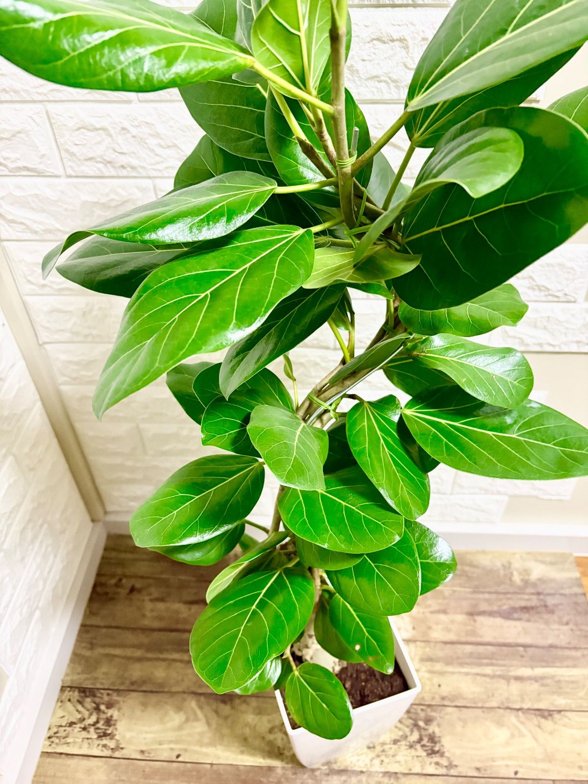 フィカスベンガレンシス⭐️太幹⭐️編み込み 曲がり⭐️観葉植物