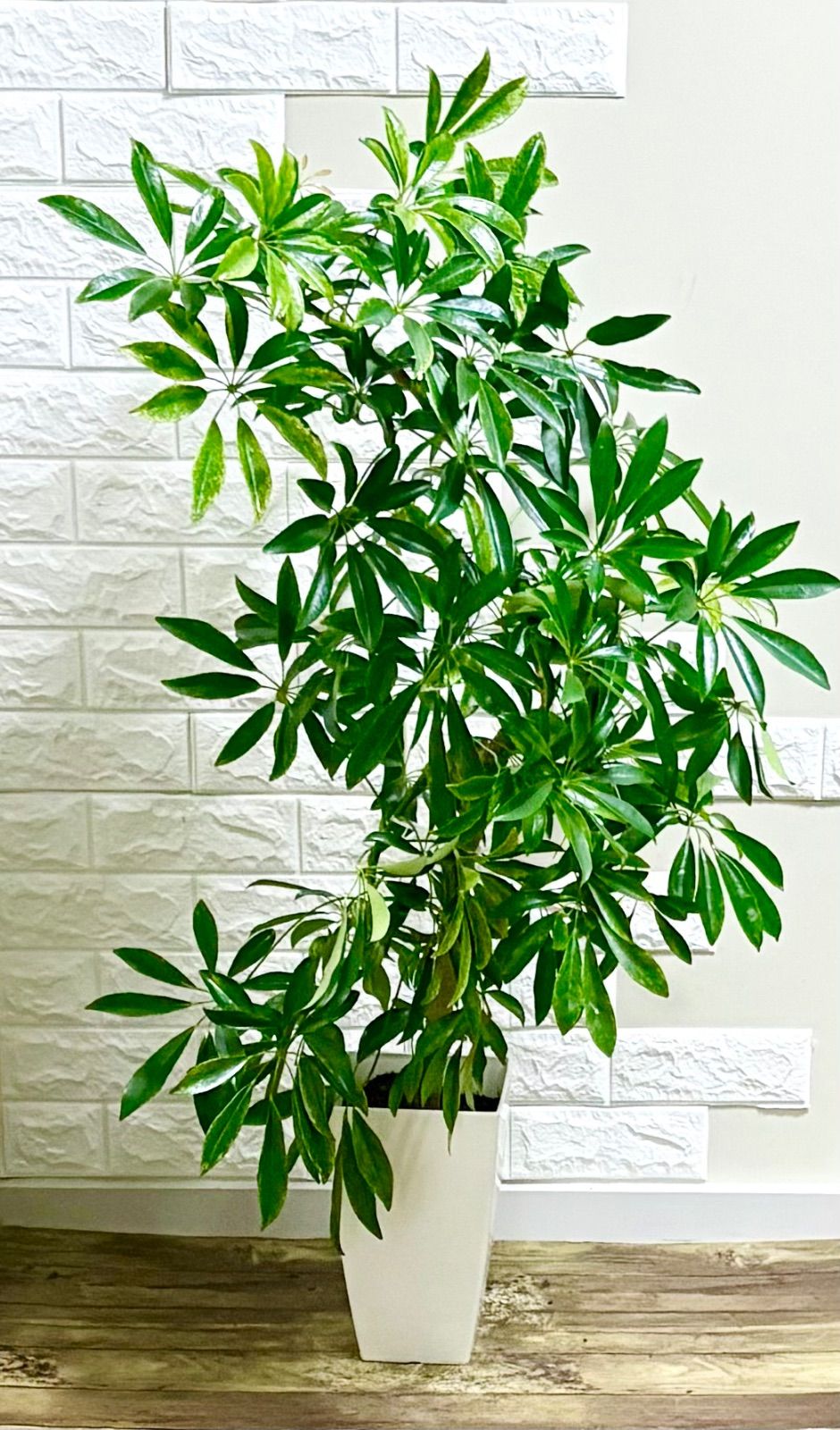 斑入りシェフレラ・カポック⭐️曲がり　観葉植物