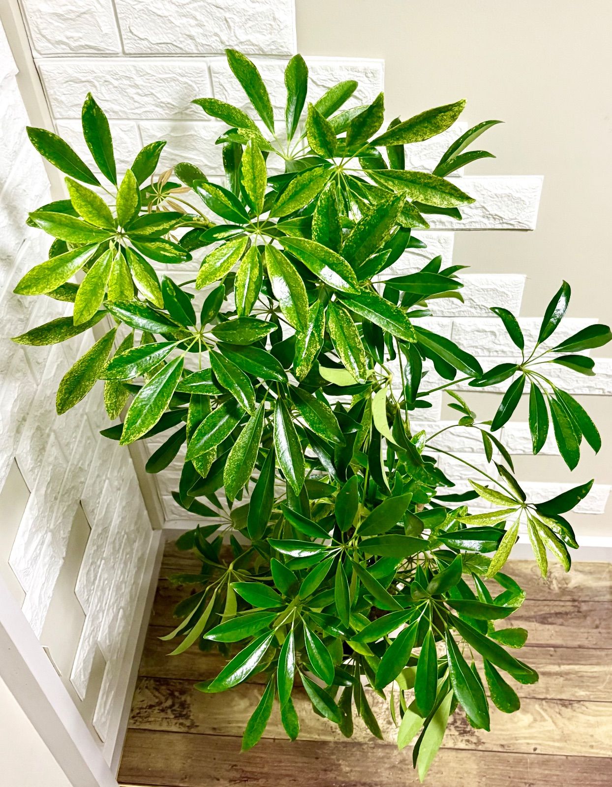 斑入りシェフレラ・カポック⭐️曲がり 観葉植物 - メルカリ