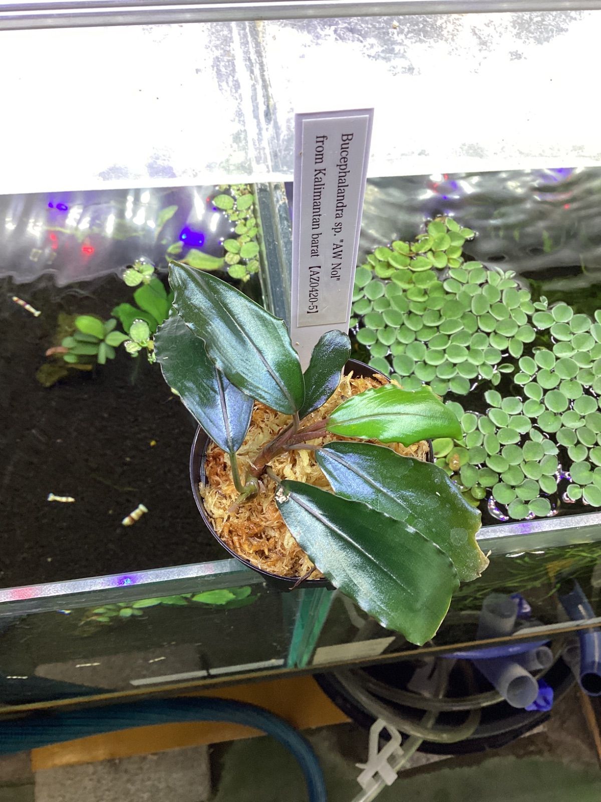 Bucephalandra sp. “AW No.1” from Kalimantan barat 【AZ0420-5