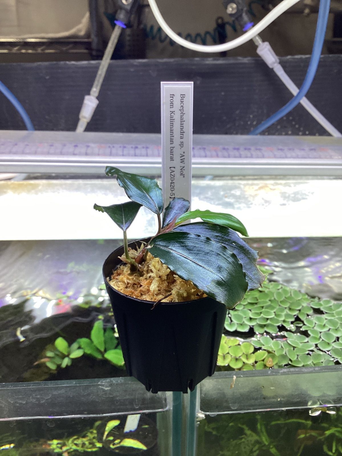 Bucephalandra sp. “AW No.1” from Kalimantan barat 【AZ0420-5