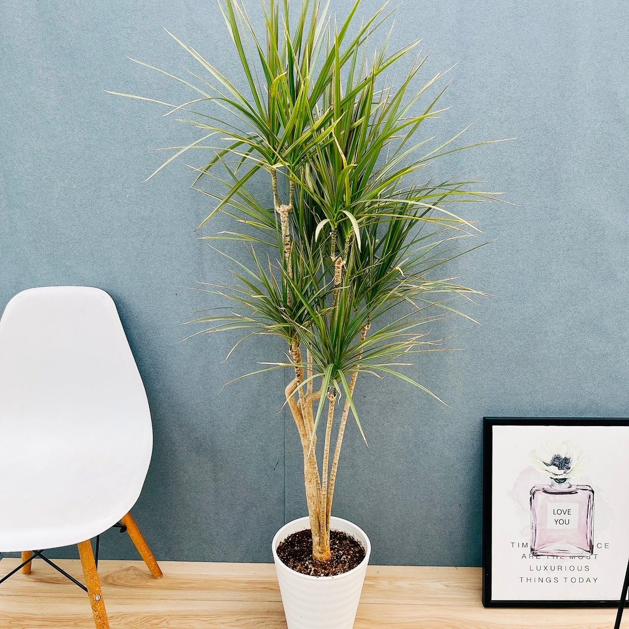 現品 1番 ドラセナ コンシンネ トリカラー 8号 観葉植物 室内 大型 スタイリッシュ かっこいい おしゃれ