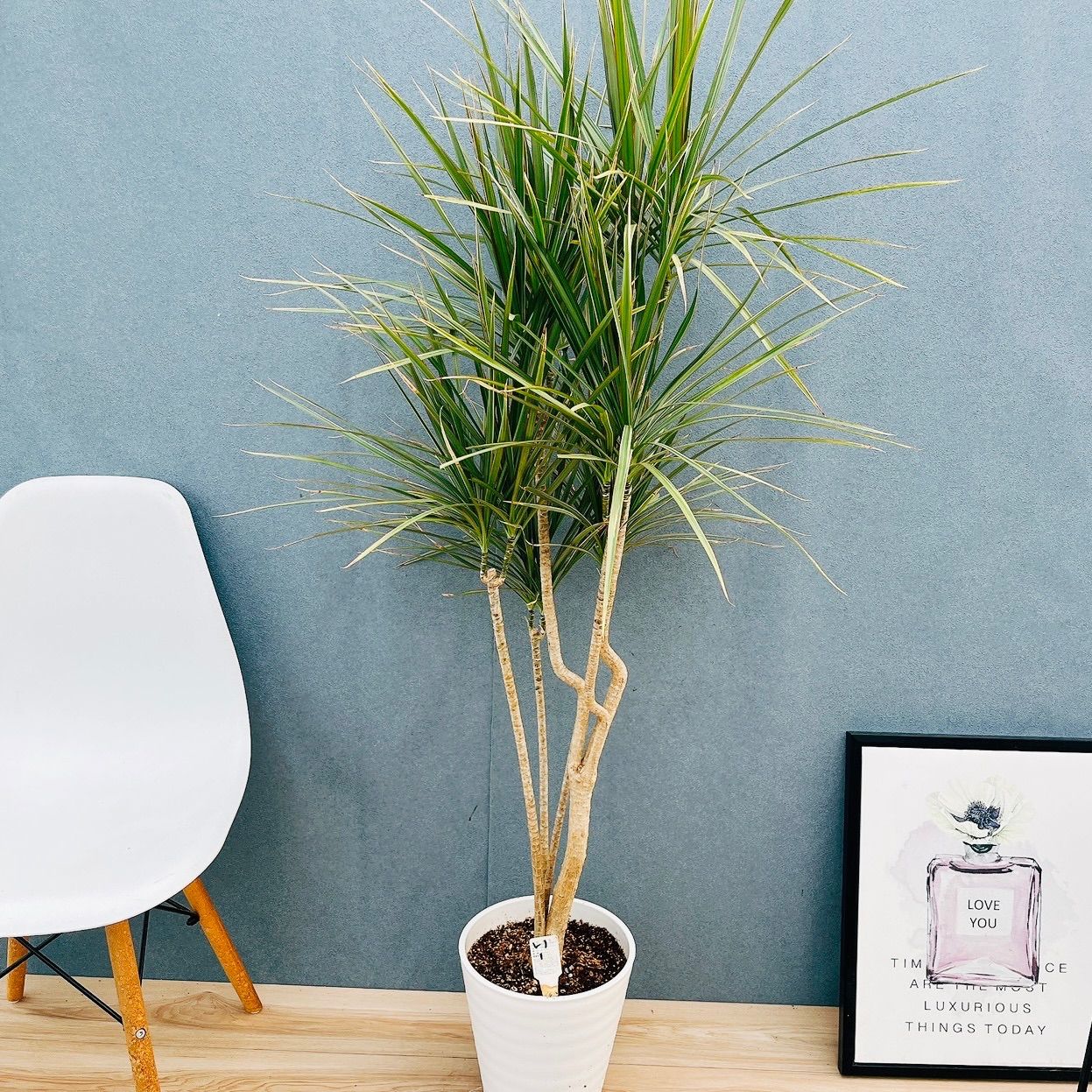 現品　ドラセナ　コンシンネ　トリカラー　27番　観葉植物　特大　インテリア　室内 現品］☆おすすめ☆ 1番 ドラセナ コンシンネ トリカラー 8号 観葉植物