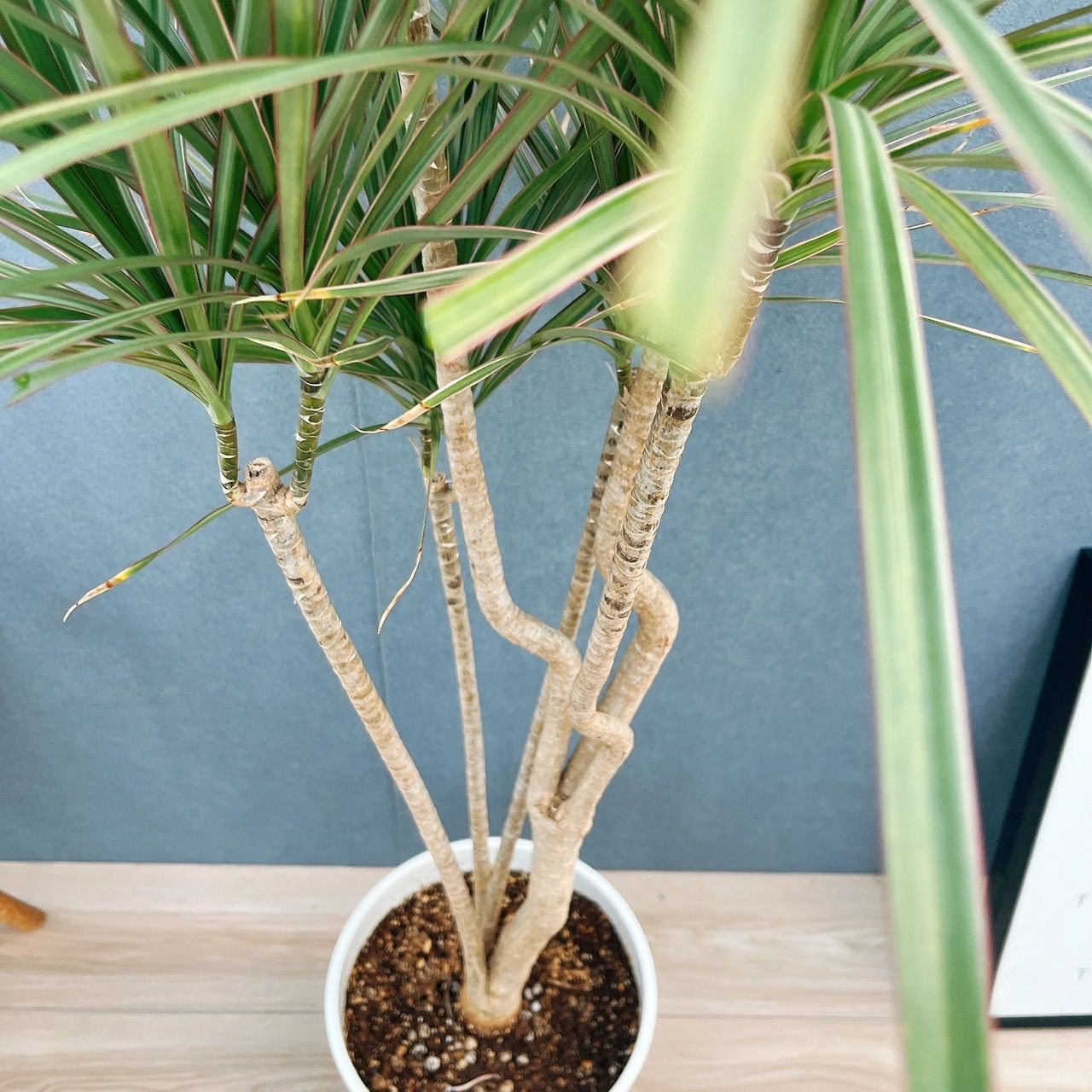 現品］☆おすすめ☆ 1番 ドラセナ コンシンネ トリカラー 8号 観葉植物