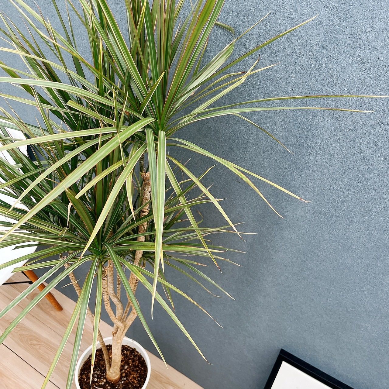 現品］☆おすすめ☆ 1番 ドラセナ コンシンネ トリカラー 8号 観葉植物