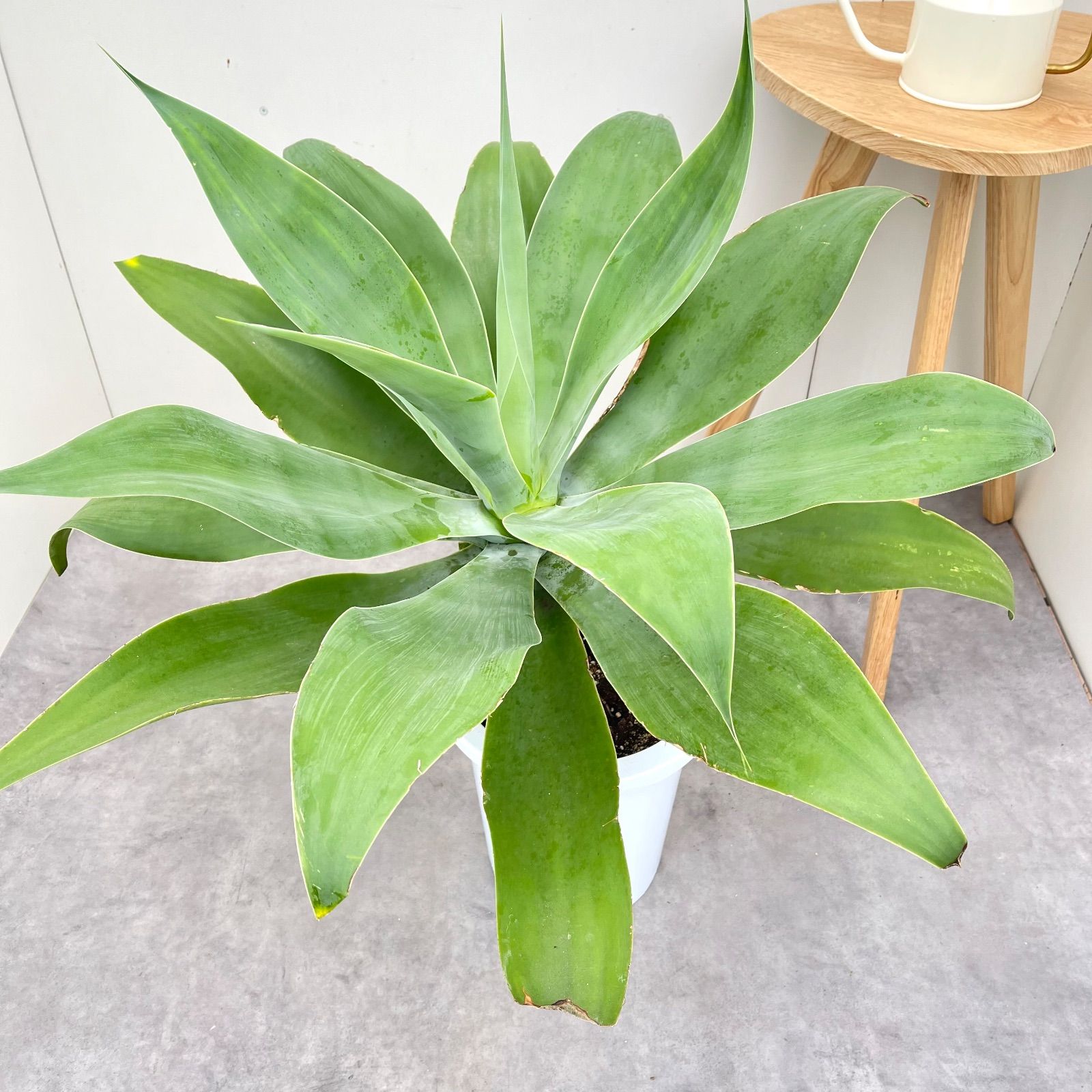 アガベ アテナータ 2 現品 観葉植物 大型 屋外