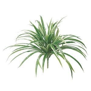 ASCA アスカ オリヅルラン A 42969 051 V 入数 12