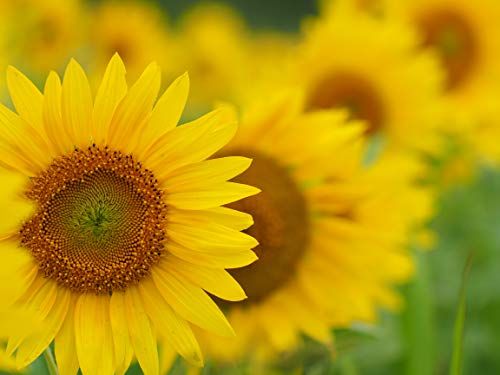  OLYMPUS 単焦点レンズ M.ZUIKO DIGITAL ED 75 mm F 1.8 シルバーpo 6 e 7 bbbd 2 その他 キッチン 食器