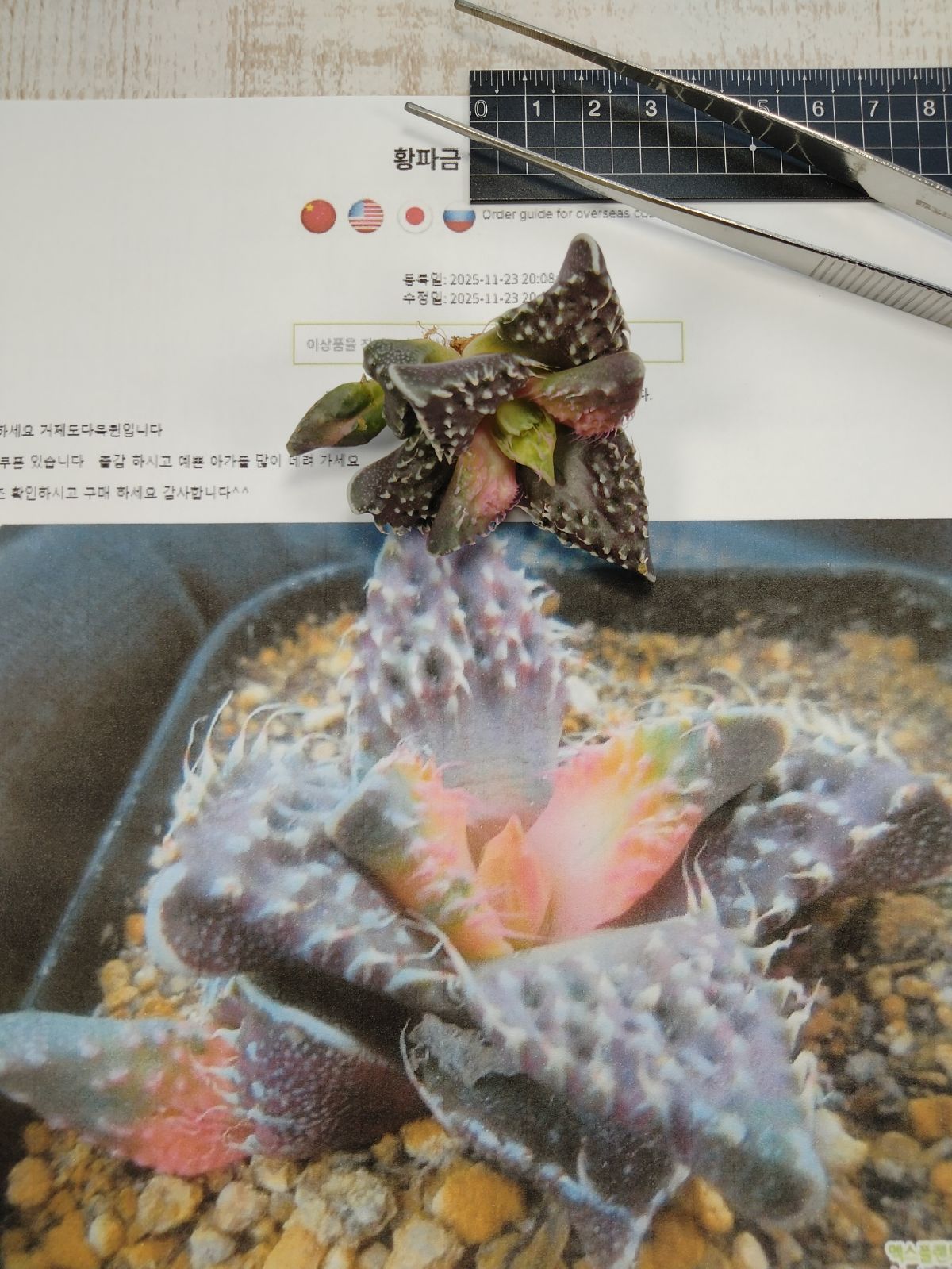 メルカリ便 フォーカリア 荒波錦 - メルカリ