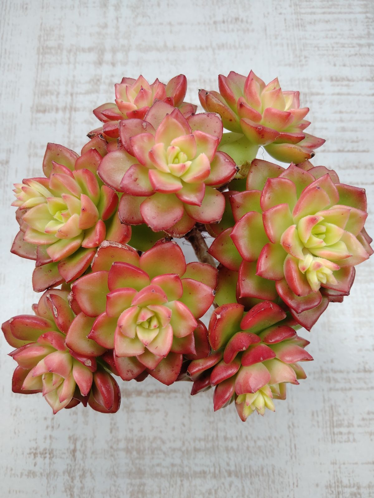 マジックジャムゴールド B - メルカリ