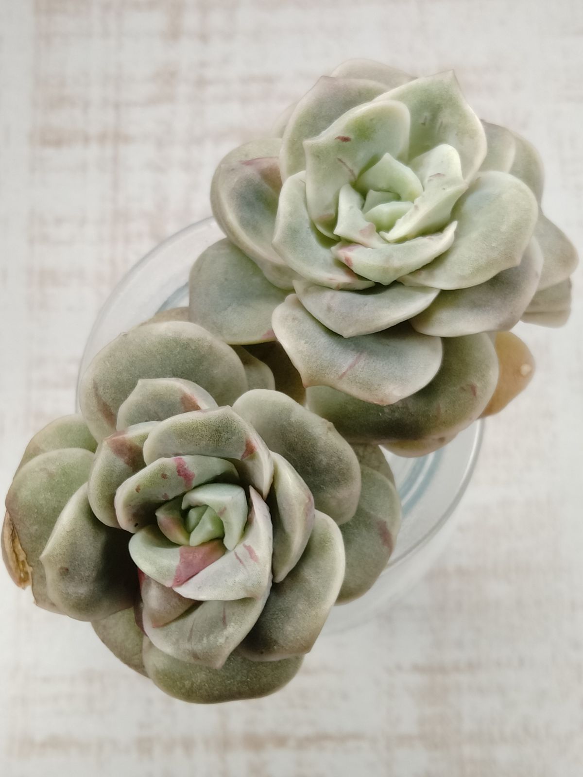 ❤️専用出品❤️ラブリーローズ錦❤️美斑に成長中①❤️ 8b806a104dd07d54f24f54b4b0402a