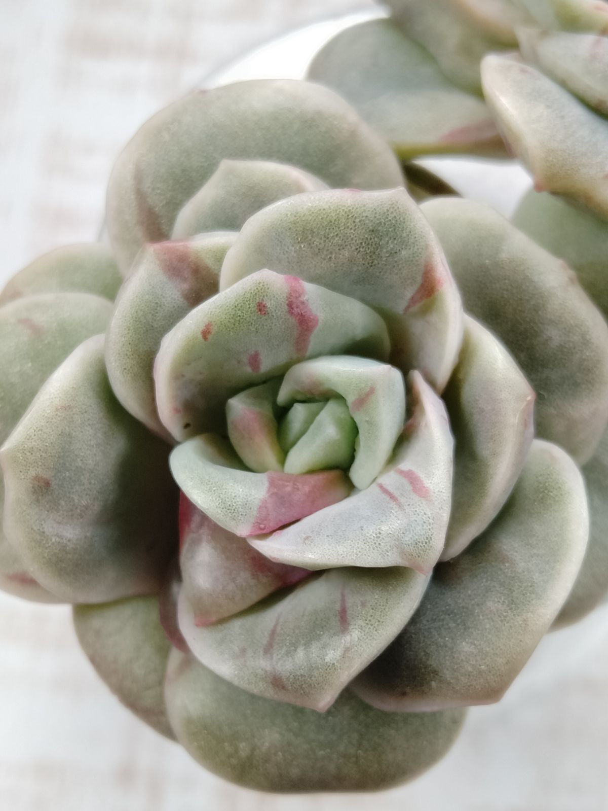 ラブリーローズ錦 赤錦 A - メルカリ