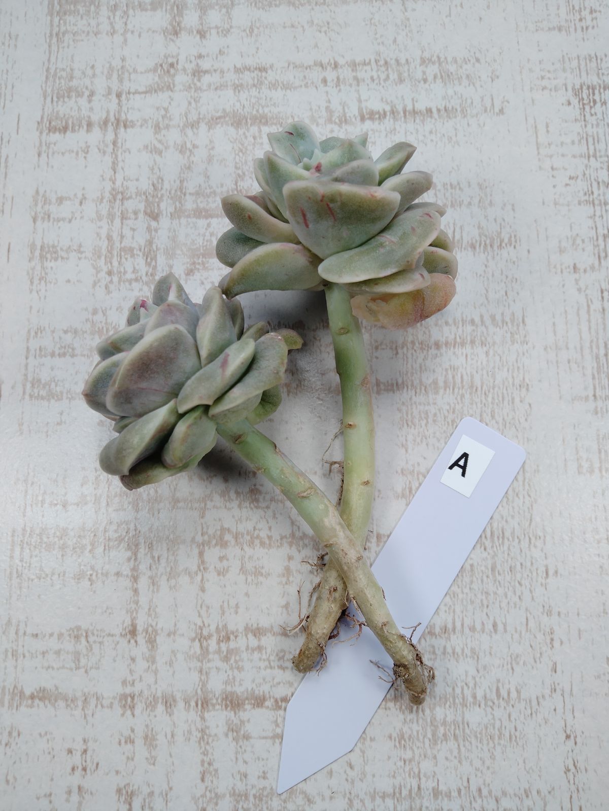 ❤️専用出品❤️ラブリーローズ錦　　　　　　　　　　❤️お値打ち品③❤️ 多肉植物 ラブリーローズx白牡丹錦 群生 るる農園 : るる農園 - 通販