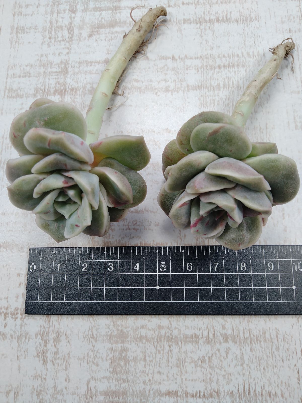 ❤️専用出品❤️ラブリーローズ錦　　　　　　　　　　❤️お値打ち品③❤️ 多肉植物 ラブリーローズx白牡丹錦 群生 るる農園 : るる農園 - 通販