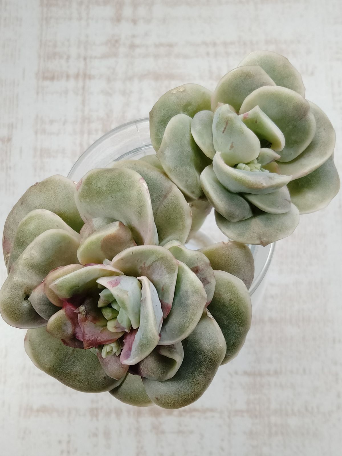 ラブリーローズ錦 赤錦 B - メルカリ