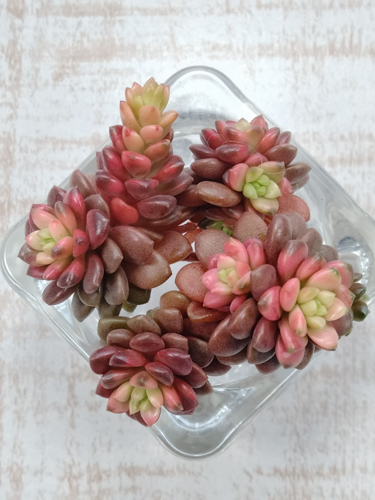 ✾多肉植物　リトルジェム錦　リトルジェム紅錦　3カット　カット苗 71HsvHAOCJL._AC_UF350,