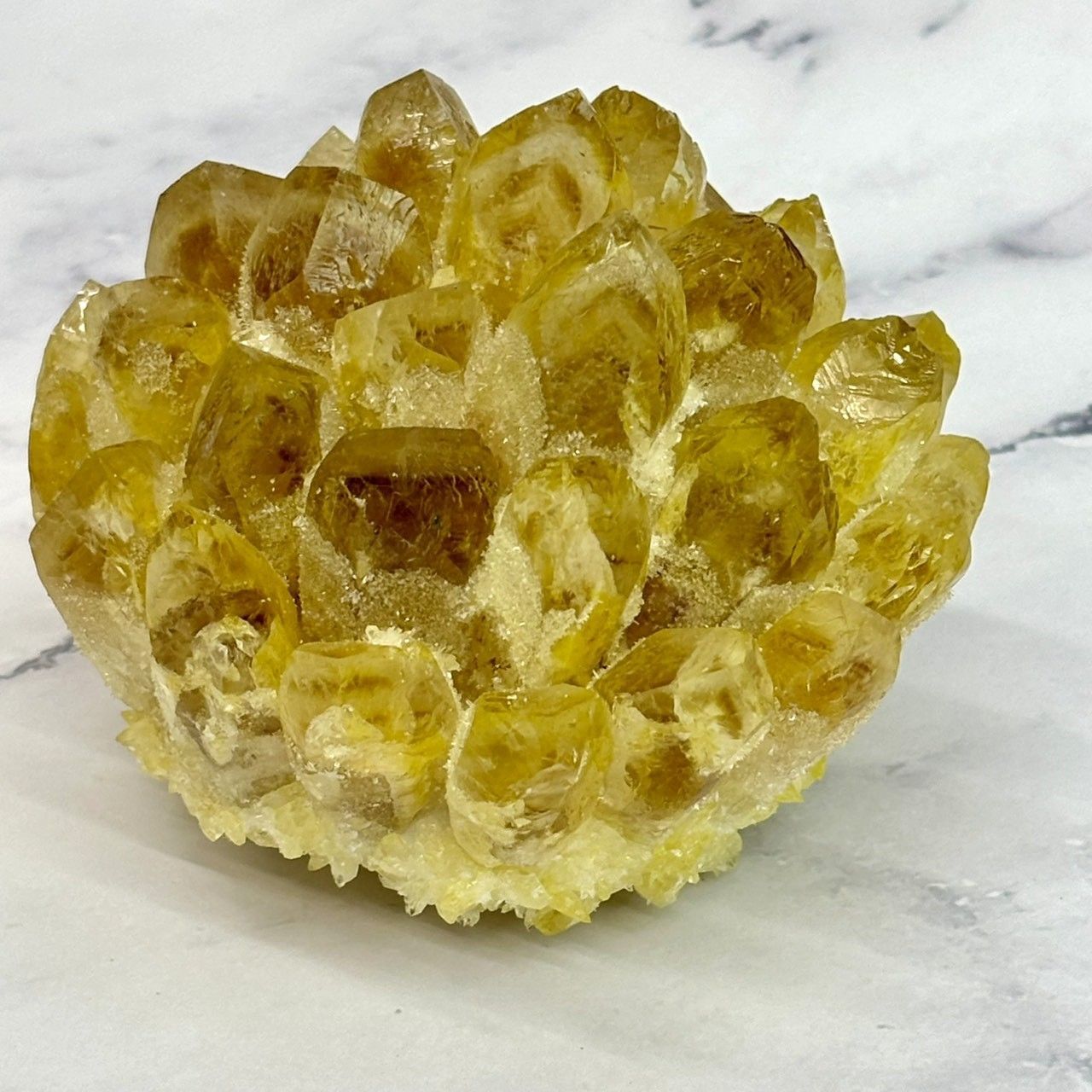 クラスター 558g