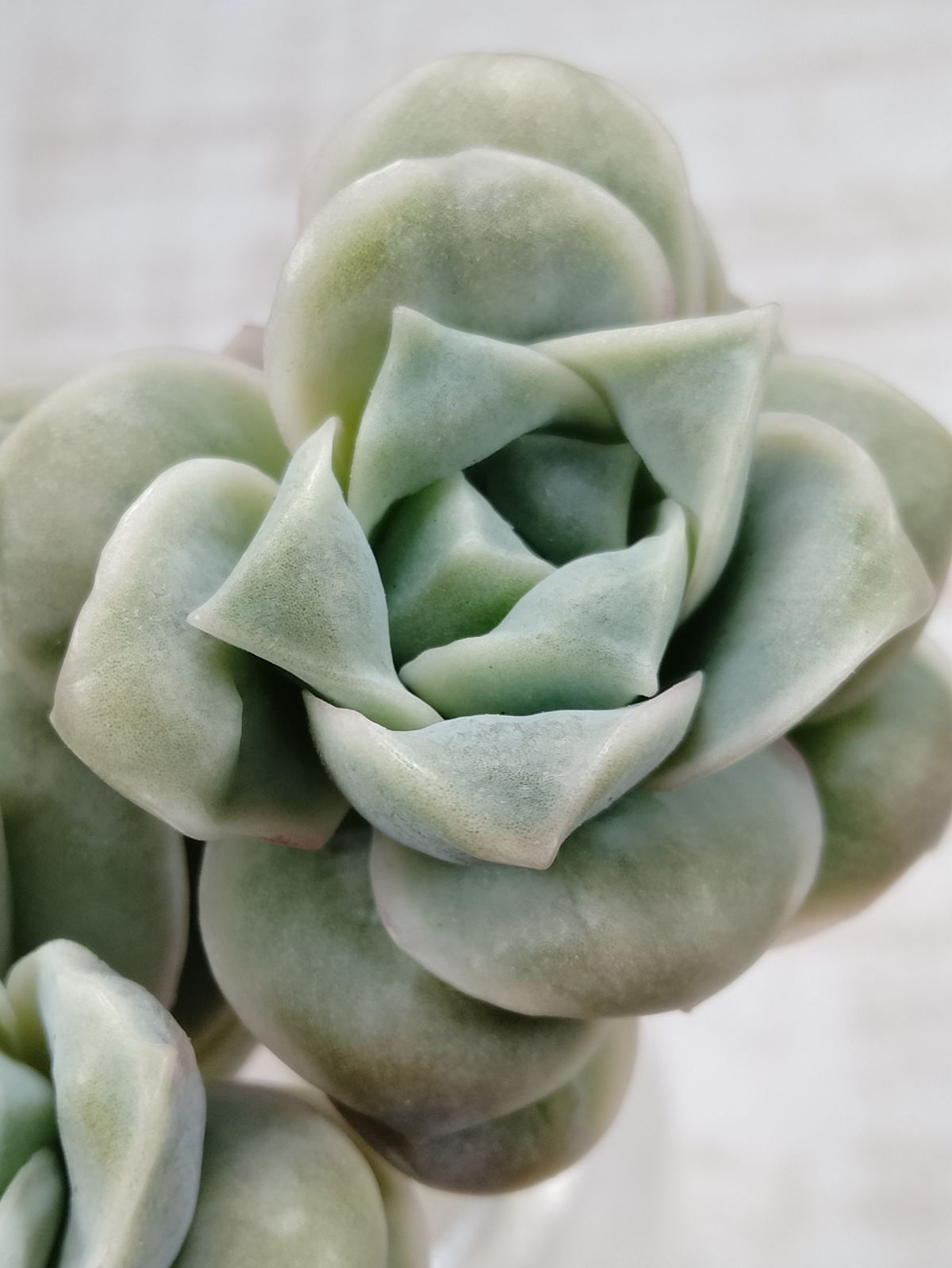 バンプラブリーローズ - メルカリ