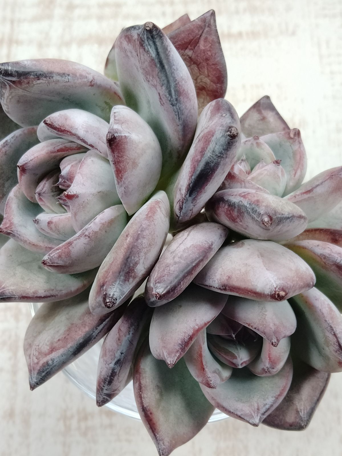 多肉植物　ブラックサバス　韓国苗 韓国苗 ブラックサバス 多肉植物の通販 by cochi's shop｜ラクマ