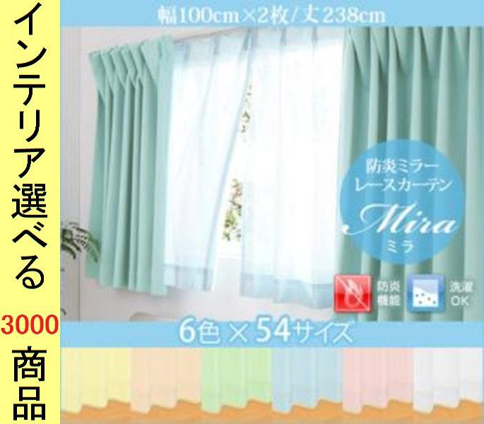 観葉植物 【超フレッシュ！7/20〜8/2自家採種】極上丸型親株
