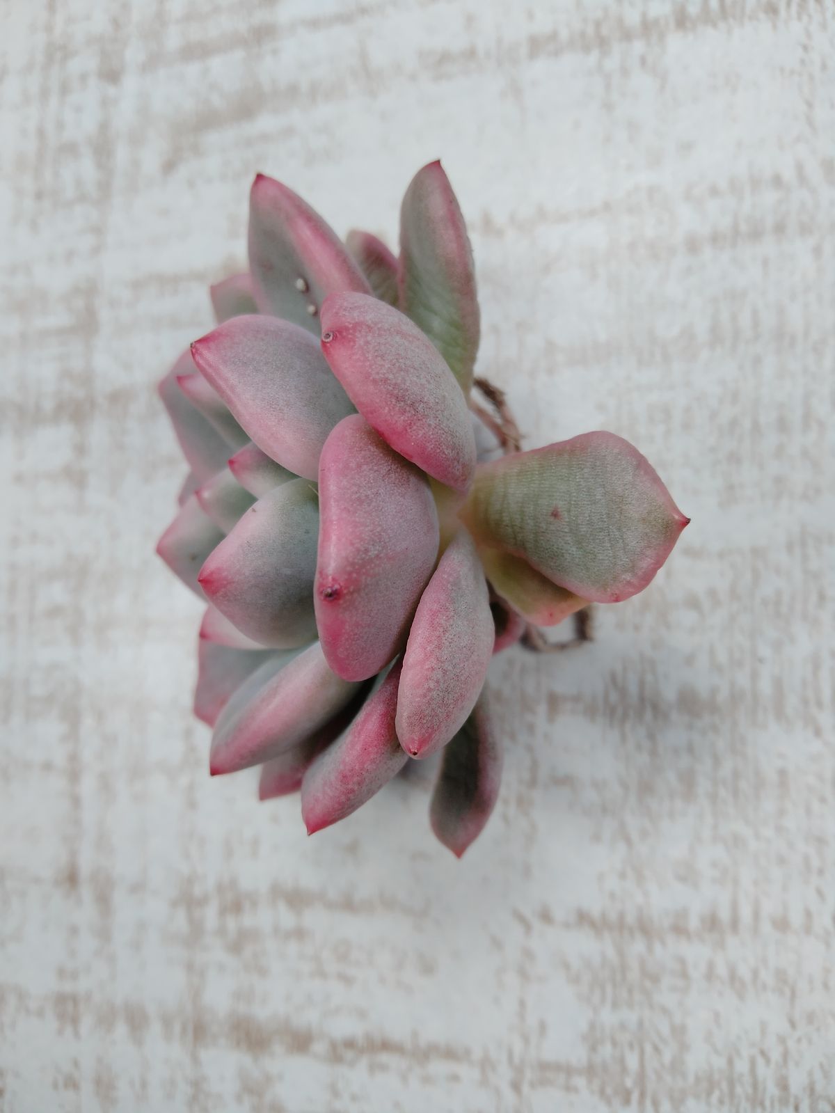 アリエル錦 - メルカリ