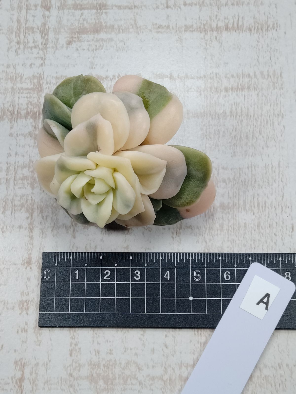 バンプラブリーローズ錦 白斑 A - メルカリ