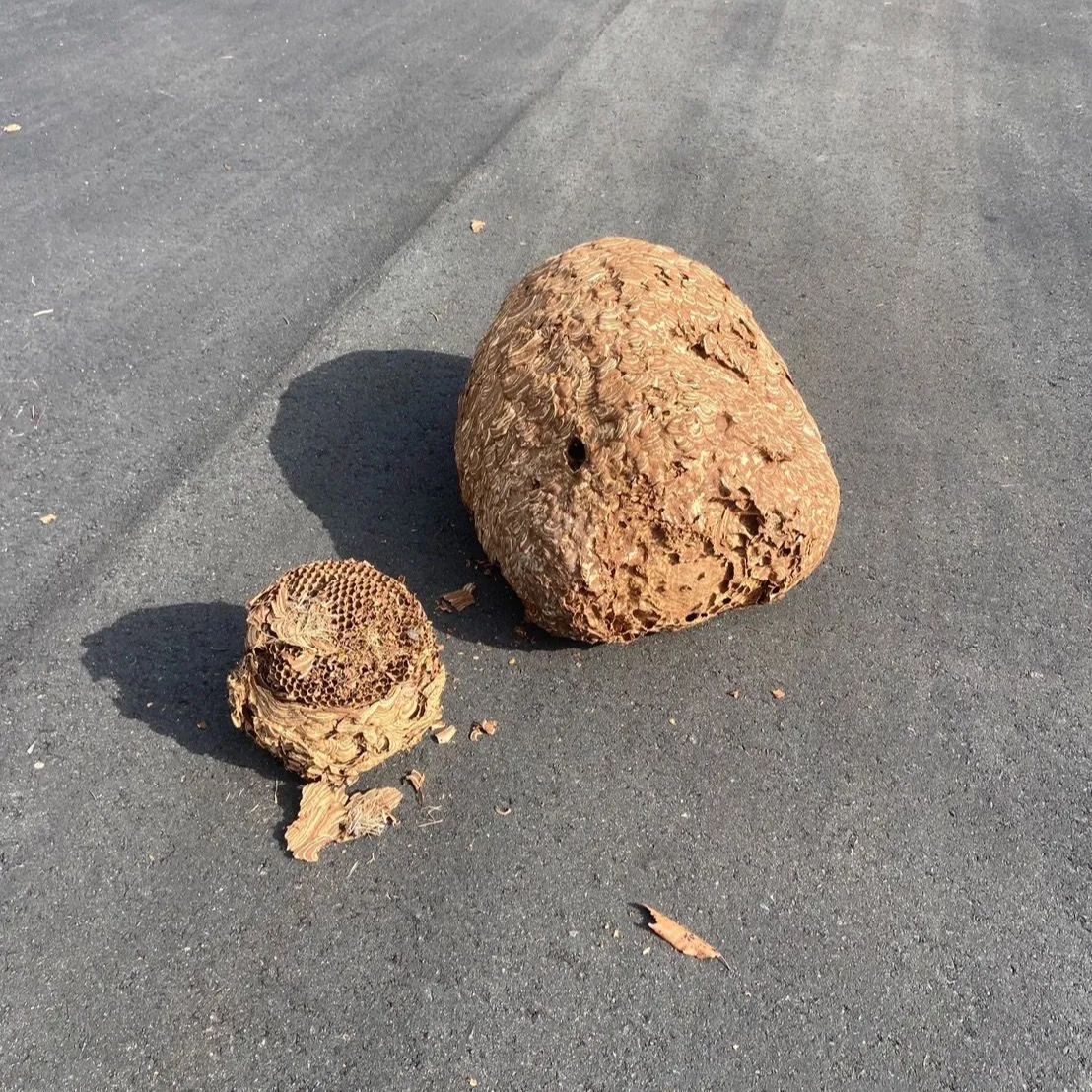 スズメバチの巣